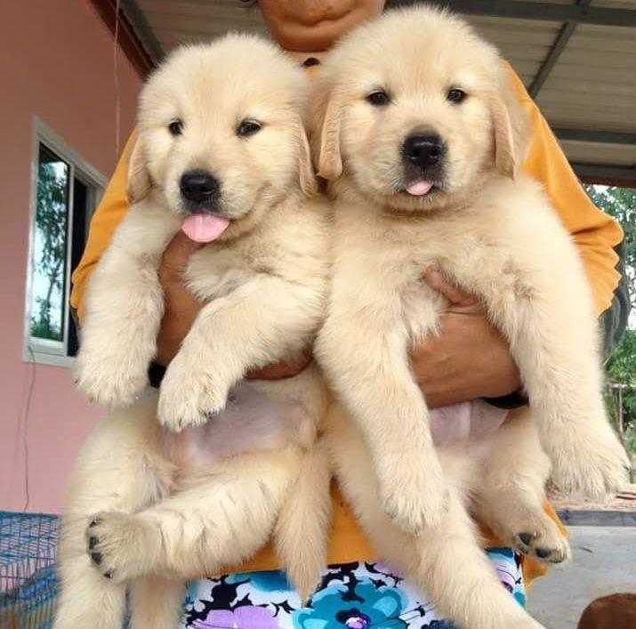 golden retriever puppies for adoption | Listings