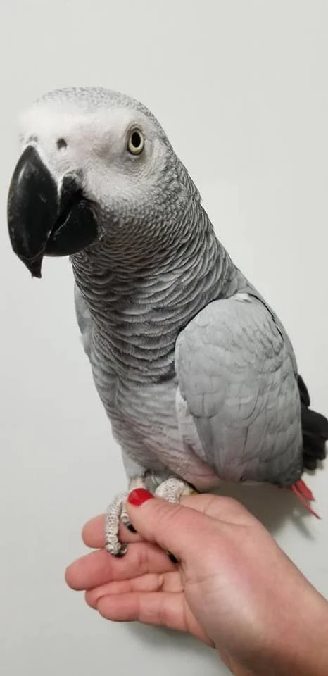 Beautiful African grey parrots for sale