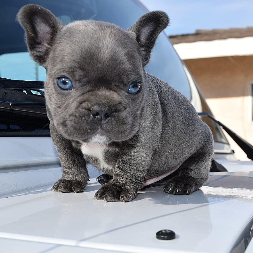 french-bulldog-puppies-for-sale-listings