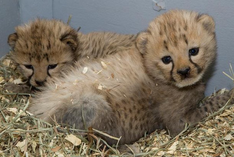 Well Tamed Cheetah cubs For Sale Listings