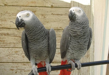 African grey parrot