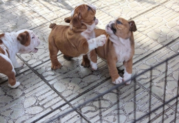 Fabulous Quality Bulldog Puppies