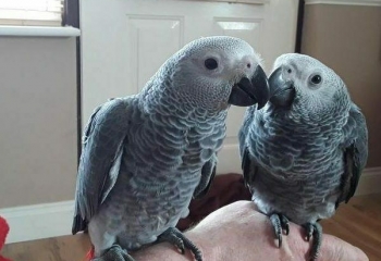 African Grey parrot couple available