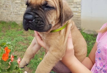 Adorable French Bulldogs Available