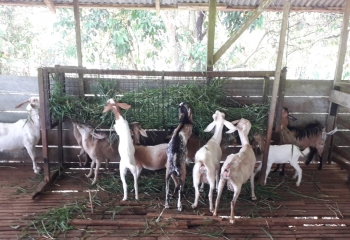 Kambing 50ekor for sell