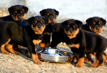 Rottweiler and pup’s