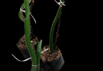 Bibit Dragon Fruit (Merah)