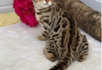 Bengal Kittens males and females