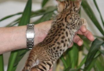 OCELOTS KITTENS , CHEETAH CUBS , AND SAVANNAH F1 KITTENS